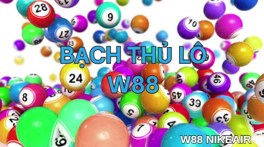 Bạch thủ lô w88