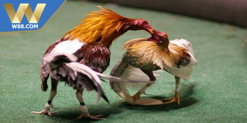 Các thuật ngữ trong đá gà liên quan đến cá cược