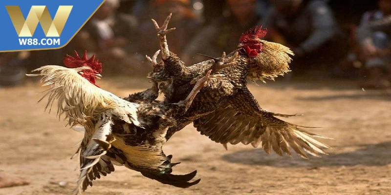 Các thuật ngữ trong đá gà mô tả chiến kê và đặc điểm