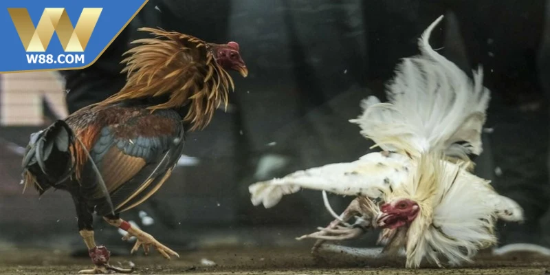 Cách đá gà Thomo là giống chiến kê nổi tiếng tại Campuchia