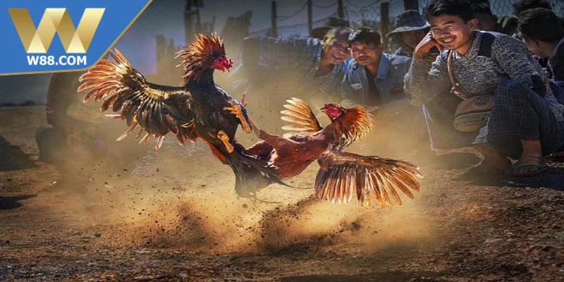 Lưu ý khi nuôi và tham gia cách đá gà Thomo