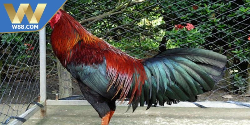 Cách nuôi gà đá để tránh mệt mỏi chế độ dinh dưỡng cân đối 