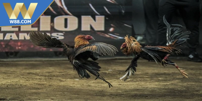 Các loại cược phổ biến tại đá gà Campuchia