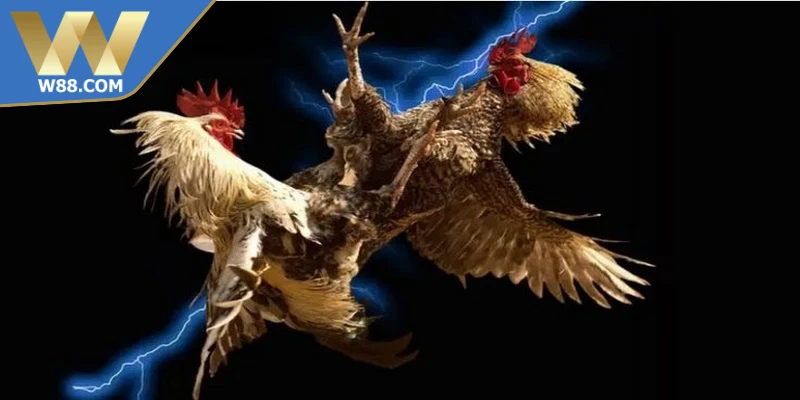 Luật chơi đá gà Campuchia chi tiết