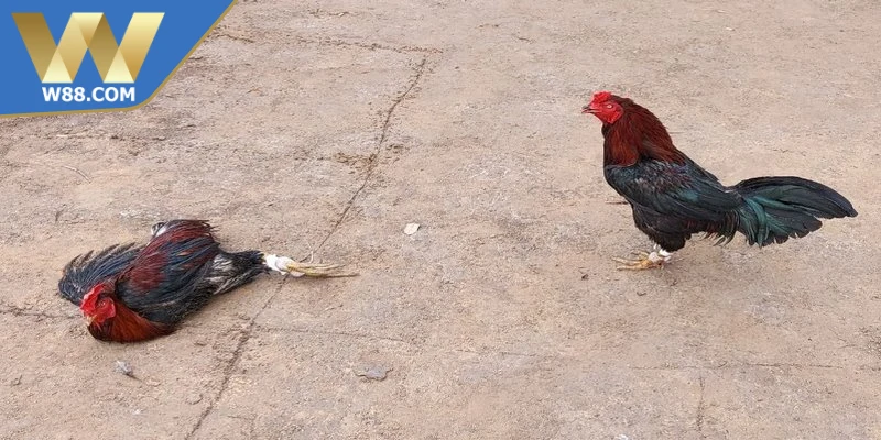 Các hình thức đá gà casino phổ biến nhất hiện nay