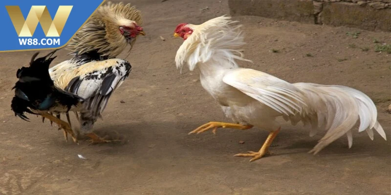 Luật chơi đá gà casino đầy đủ mới nhất