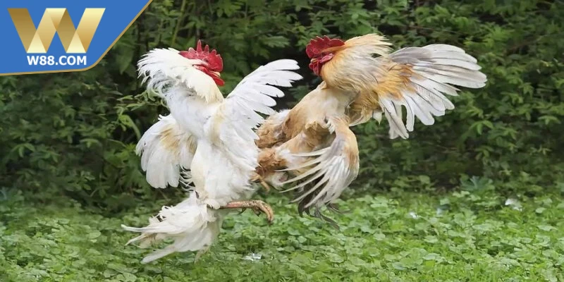Đá gà cựa đang là hình thức thi đấu chiến kê có nhịp độ mạnh mẽ 
