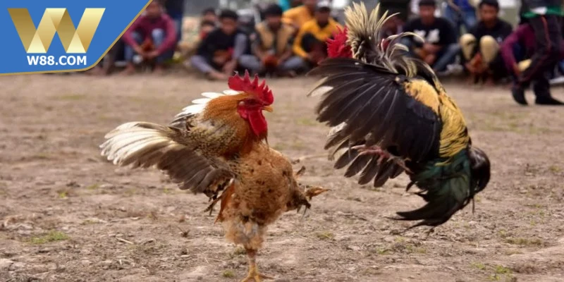 Đá gà thắng lợi nhờ chiến thuật quan sát đối thủ 