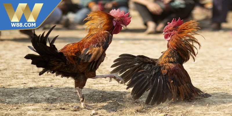 Mẹo chơi đá gà W88 luôn thành công