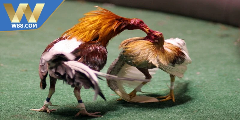 Cách chơi game đá gà trực tiếp W88