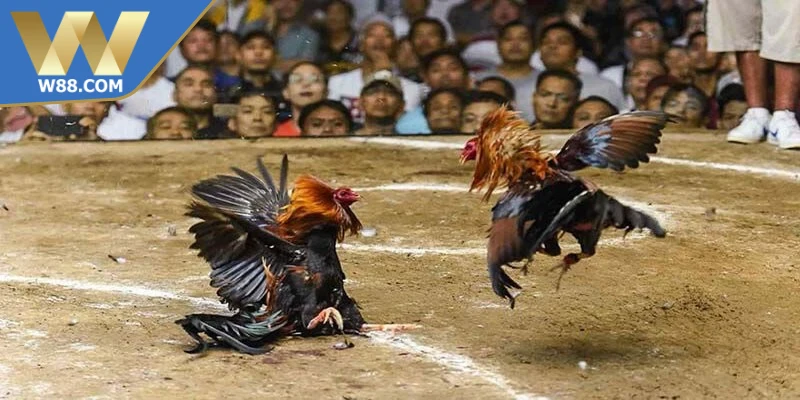 Mẹo đá gà khi bị tấn công hiệu quả cao